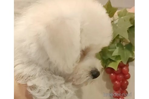 成約済の愛知県のビションフリーゼ-347961の8枚目