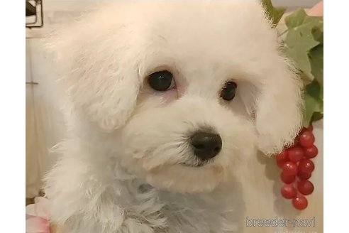 成約済の愛知県のビションフリーゼ-347961の7枚目