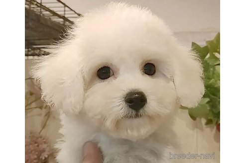 成約済の愛知県のビションフリーゼ-347961の6枚目