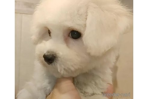 成約済の愛知県のビションフリーゼ-347961の5枚目