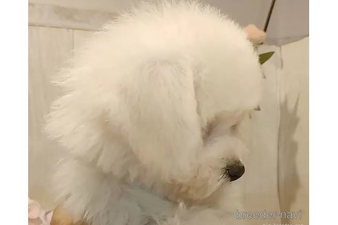 成約済の愛知県のビションフリーゼ-347961の4枚目
