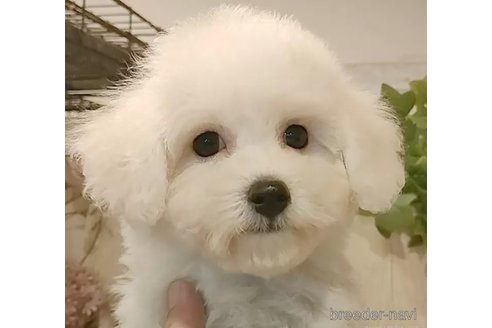 成約済の愛知県のビションフリーゼ-347961の2枚目