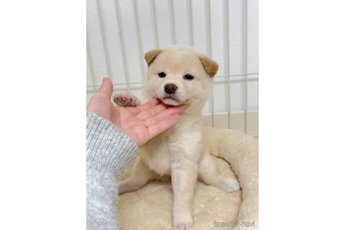 成約済の京都府の柴犬-352734の11枚目