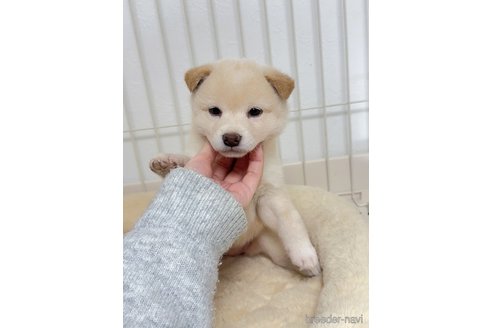 成約済の京都府の柴犬-352734の8枚目