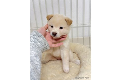 成約済の京都府の柴犬-352734の9枚目