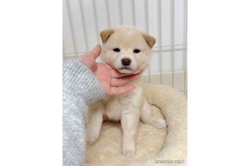 成約済の京都府の柴犬-352734の10枚目
