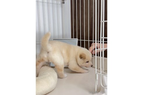 成約済の京都府の柴犬-352734の4枚目