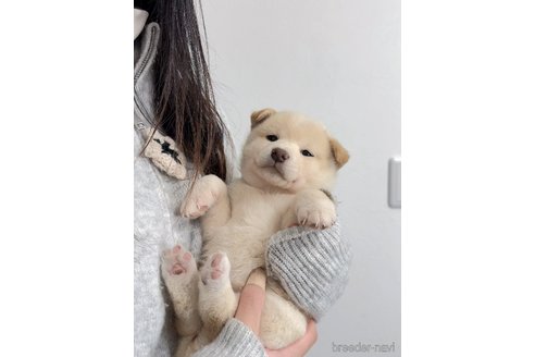 成約済の京都府の柴犬-352734の7枚目