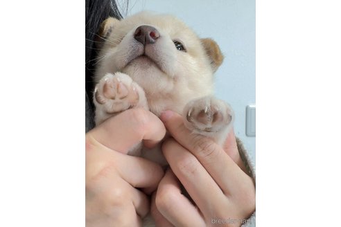 成約済の京都府の柴犬-352734の6枚目
