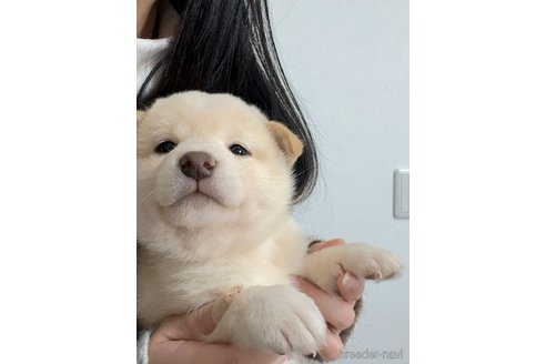 成約済の京都府の柴犬-352734の3枚目