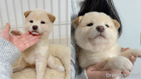 成約済の京都府の柴犬-352734の1枚目