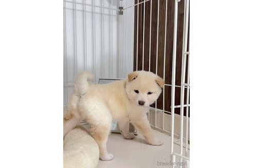成約済の京都府の柴犬-352734の2枚目