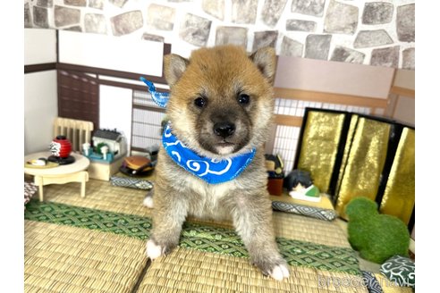 成約済の愛知県の柴犬-348520の10枚目