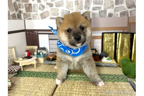 成約済の愛知県の柴犬-348520の9枚目