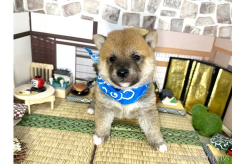 成約済の愛知県の柴犬-348520の8枚目