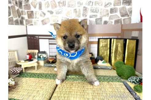 成約済の愛知県の柴犬-348520の7枚目