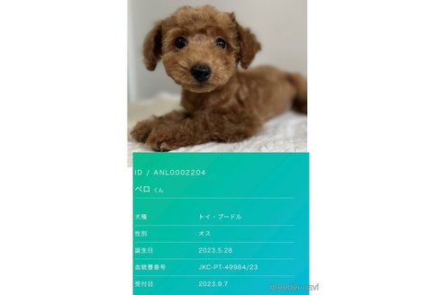 ペロくん1枚目