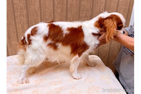 成約済の埼玉県のその他の犬種-351182の3枚目