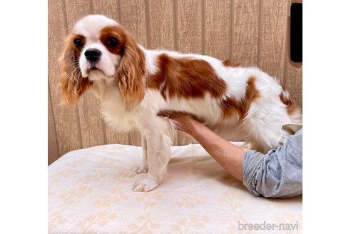 成約済の埼玉県のその他の犬種-351182の4枚目