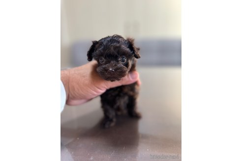 成約済の静岡県のティーカッププードル-351967の5枚目