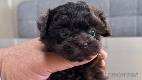 成約済の静岡県のティーカッププードル-351967の4枚目