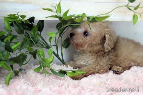 成約済の岡山県のティーカッププードル-352757の6枚目