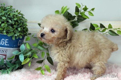 成約済の岡山県のティーカッププードル-352757の2枚目