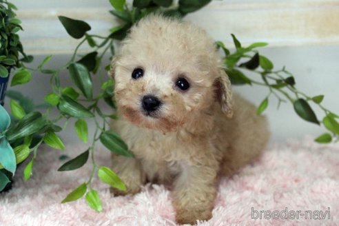 成約済の岡山県のティーカッププードル-352757の3枚目