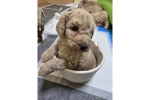 成約済の千葉県のスタンダードプードル-352758の3枚目