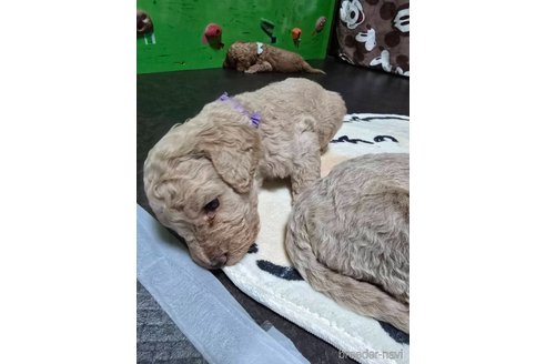 成約済の千葉県のスタンダードプードル-352758の2枚目