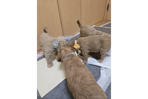 成約済の千葉県のスタンダードプードル-352759の2枚目