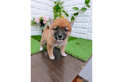 成約済の岡山県の豆柴-352767の3枚目