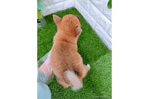 成約済の岡山県の豆柴-352767の6枚目
