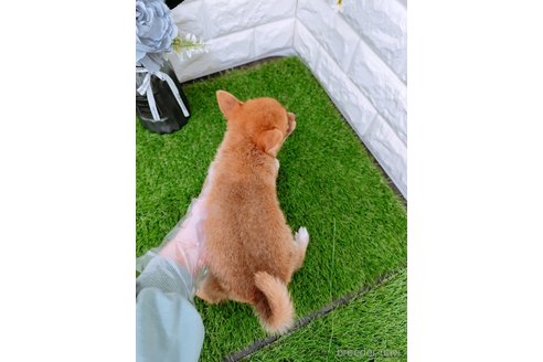 成約済の岡山県の豆柴-352769の2枚目