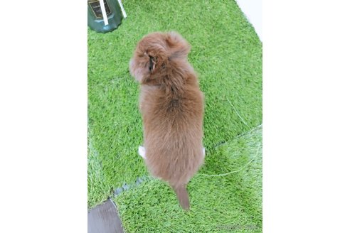 成約済の岡山県のチワワ(ロングコート)-352770の5枚目