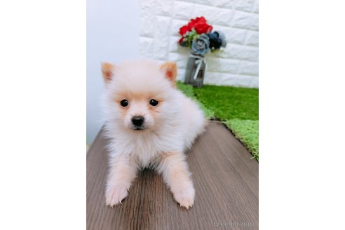 成約済の岡山県のミックス犬-352771の3枚目