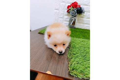 成約済の岡山県のミックス犬-352771の2枚目