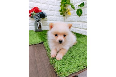 成約済の岡山県のミックス犬-352771の6枚目
