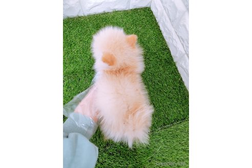 成約済の岡山県のミックス犬-352771の5枚目