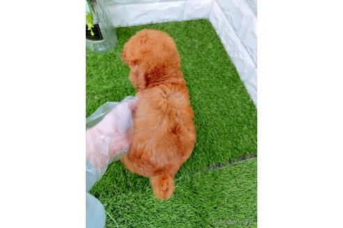 成約済の岡山県のタイニープードル-352773の6枚目