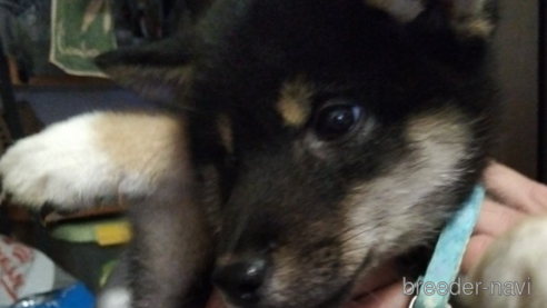 成約済の千葉県の柴犬-337117の4枚目