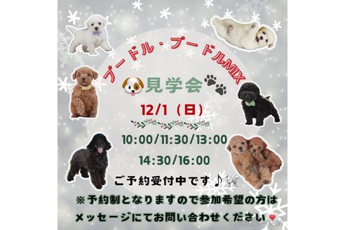 成約済の神奈川県のトイプードル-352549の3枚目