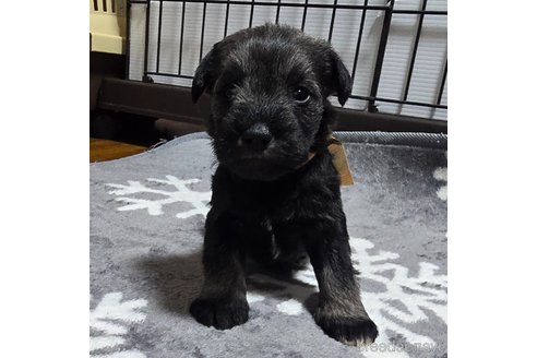 成約済の岡山県のミニチュアシュナウザー-351745の24枚目