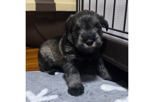 成約済の岡山県のミニチュアシュナウザー-351740の15枚目