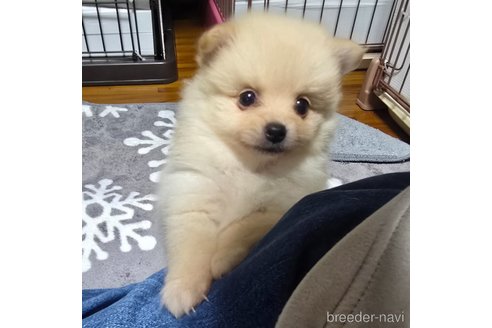 成約済の岡山県のポメラニアン-346640の2枚目