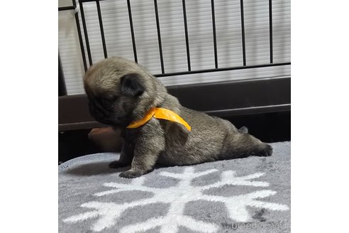 成約済の岡山県のパグ-352790の12枚目