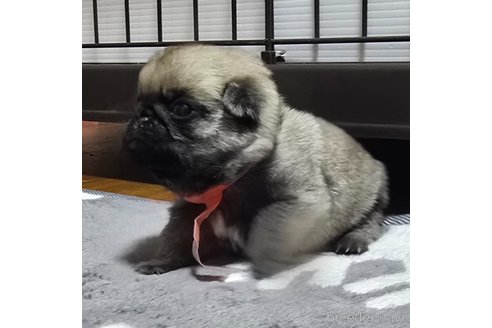 成約済の岡山県のパグ-352792の14枚目