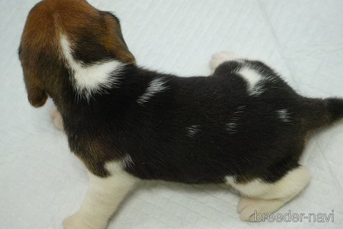 成約済の愛知県のビーグル-352794の6枚目