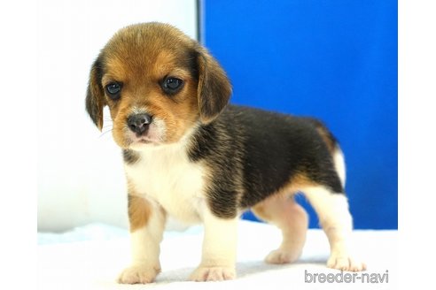 成約済の愛知県のビーグル-352796の5枚目