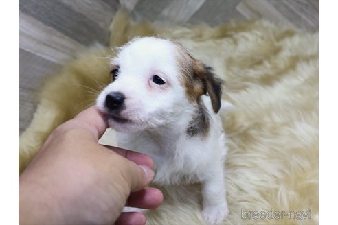 成約済の愛知県のジャックラッセルテリア-347822の5枚目